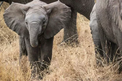 Bigger view of elephant